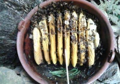 如何诱蜂进蜂箱(怎么诱蜂最容易来蜂)