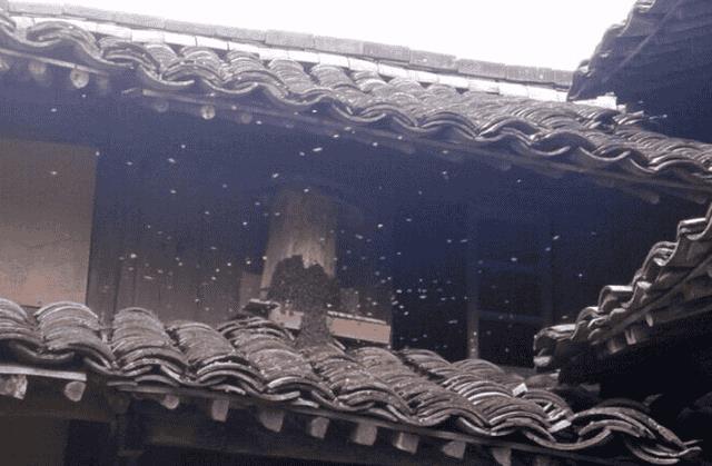 如何诱蜂进蜂箱(怎么诱蜂最容易来蜂)