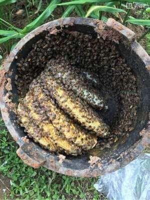 如何诱蜂进蜂箱(怎么诱蜂最容易来蜂)