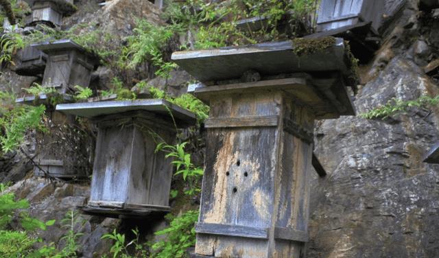 如何诱蜂进蜂箱(怎么诱蜂最容易来蜂)