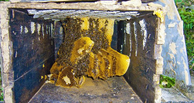 如何诱蜂进蜂箱(怎么诱蜂最容易来蜂)