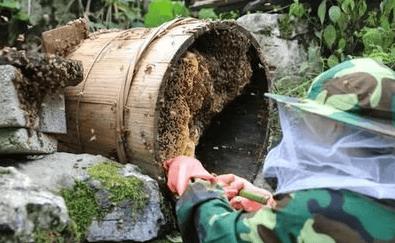 如何诱蜂进蜂箱(怎么诱蜂最容易来蜂)