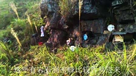 如何诱蜂进蜂箱(怎么诱蜂最容易来蜂)