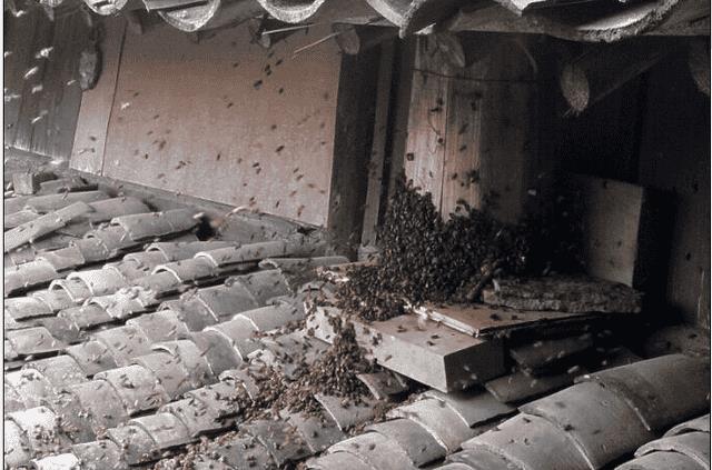 如何诱蜂进蜂箱(怎么诱蜂最容易来蜂)