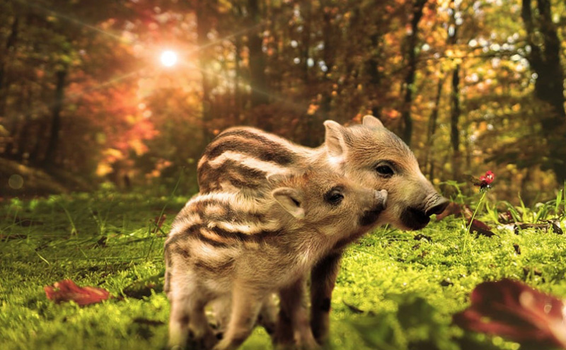 跟雅诗兰黛精华差不多有哪些（雅诗兰黛化妆品属于什么档次）