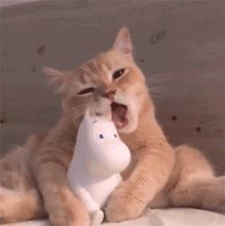 猫咪吃塑料袋子是什么原因（猫吃塑料袋怎么回事）