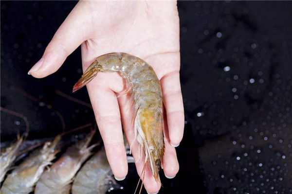 厄瓜多尔白虾 南美白虾(厄瓜多尔白虾是海虾吗)