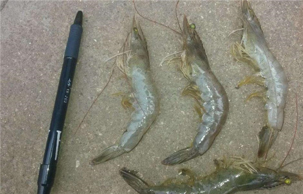 厄瓜多尔白虾 南美白虾(厄瓜多尔白虾是海虾吗)