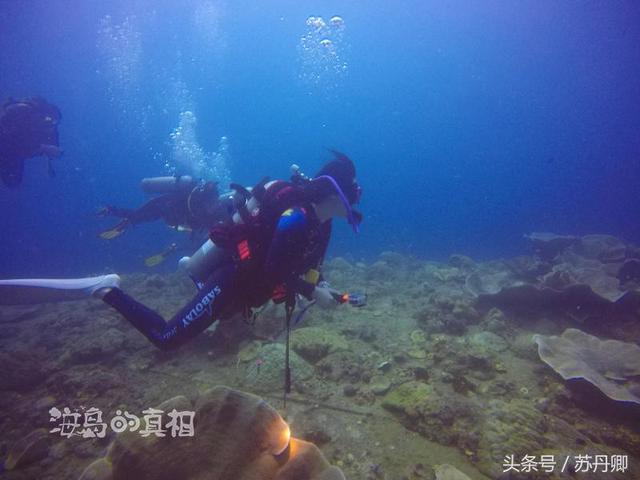 一张图看懂加勒比海盗（加勒比海盗中的幽灵船与美人鱼惊现菲律宾深海）(9)