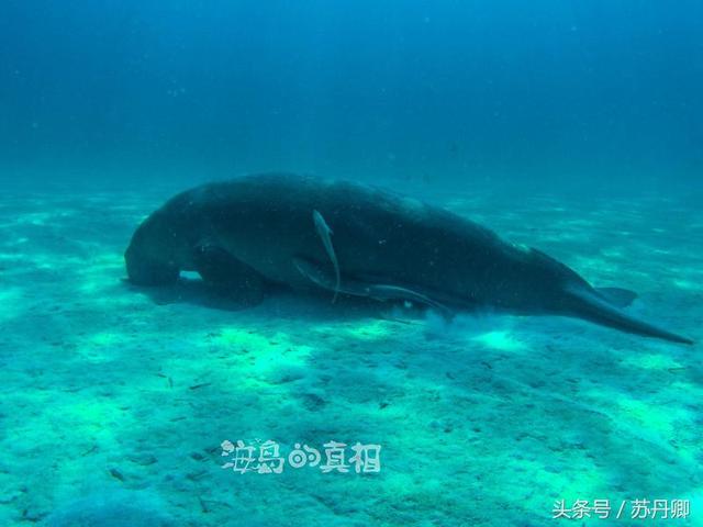 一张图看懂加勒比海盗（加勒比海盗中的幽灵船与美人鱼惊现菲律宾深海）(13)