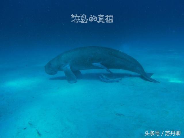 一张图看懂加勒比海盗（加勒比海盗中的幽灵船与美人鱼惊现菲律宾深海）(19)