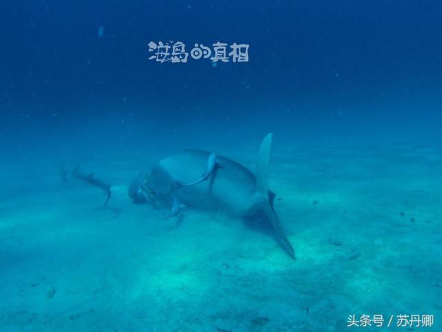 一张图看懂加勒比海盗（加勒比海盗中的幽灵船与美人鱼惊现菲律宾深海）(17)