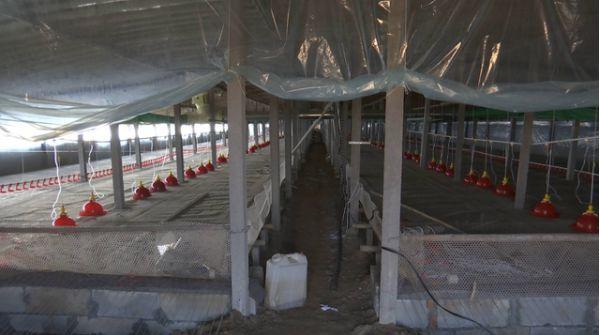 养猪场大棚建造成本(养殖户投资300万元建好养猪大棚)(10)