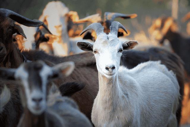 春节不动针(除夕的过节时间)