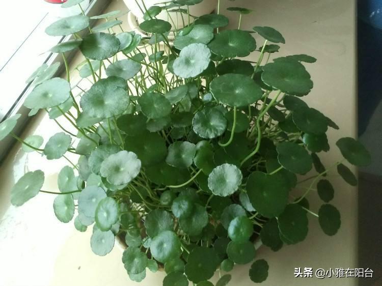 铜钱草需要晒多久的太阳（铜钱草需要晒太阳吗）