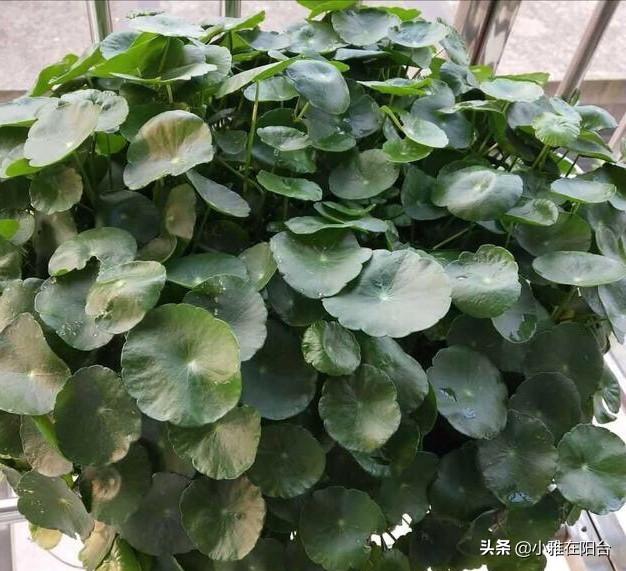 铜钱草需要晒多久的太阳（铜钱草需要晒太阳吗）