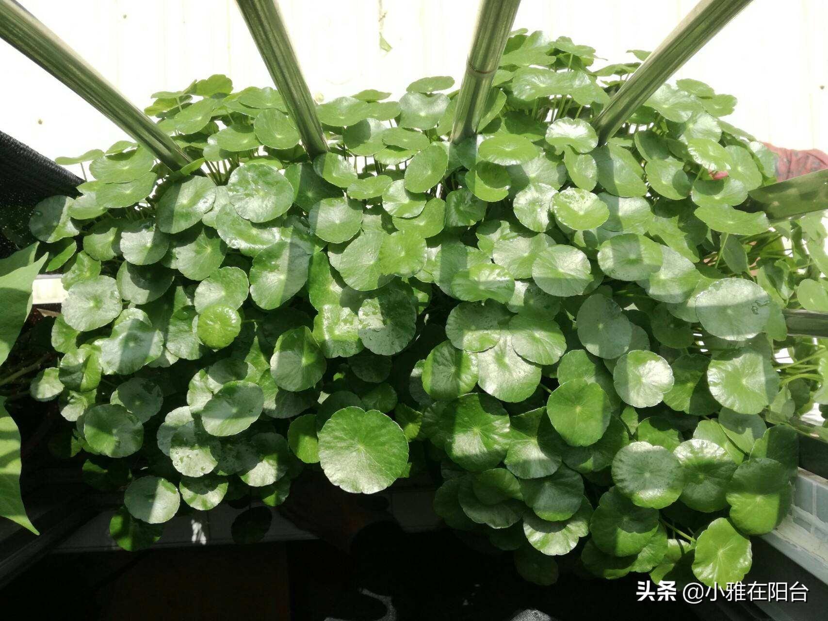 铜钱草需要晒多久的太阳（铜钱草需要晒太阳吗）