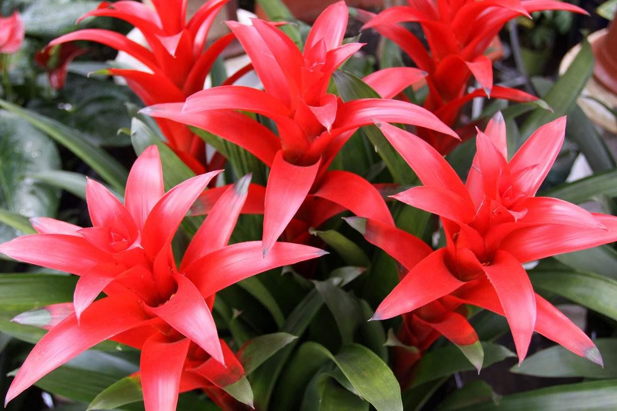 郁金香种一次就没有了吗（郁金香是一次性的花吗）