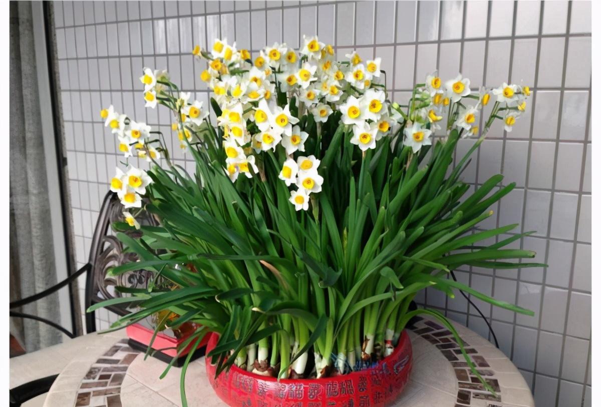 郁金香种一次就没有了吗（郁金香是一次性的花吗）