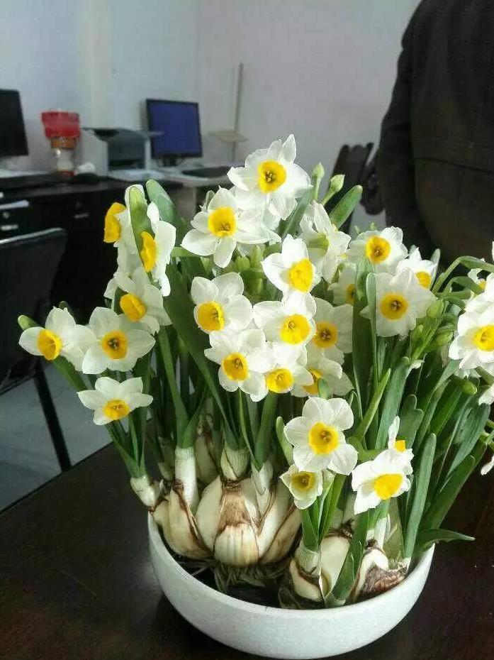 郁金香种一次就没有了吗（郁金香是一次性的花吗）