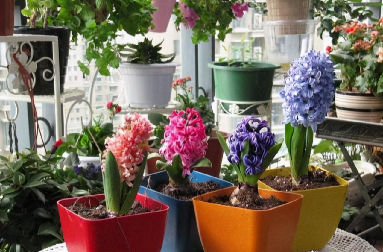 郁金香种一次就没有了吗（郁金香是一次性的花吗）