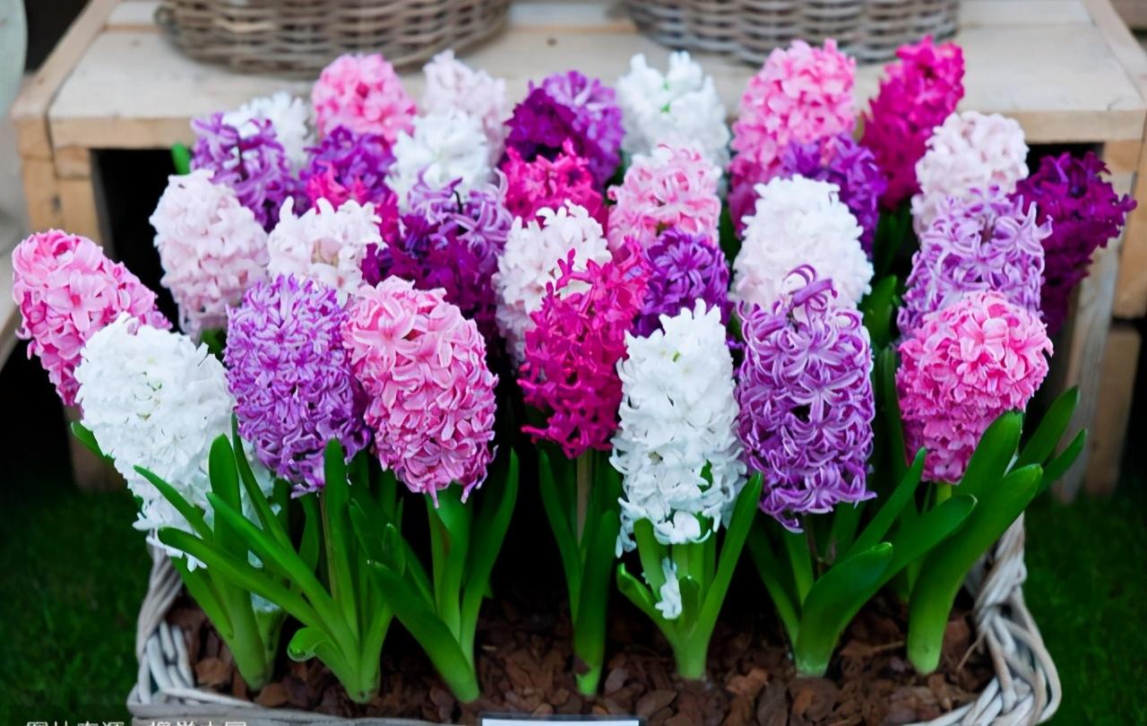 郁金香种一次就没有了吗（郁金香是一次性的花吗）