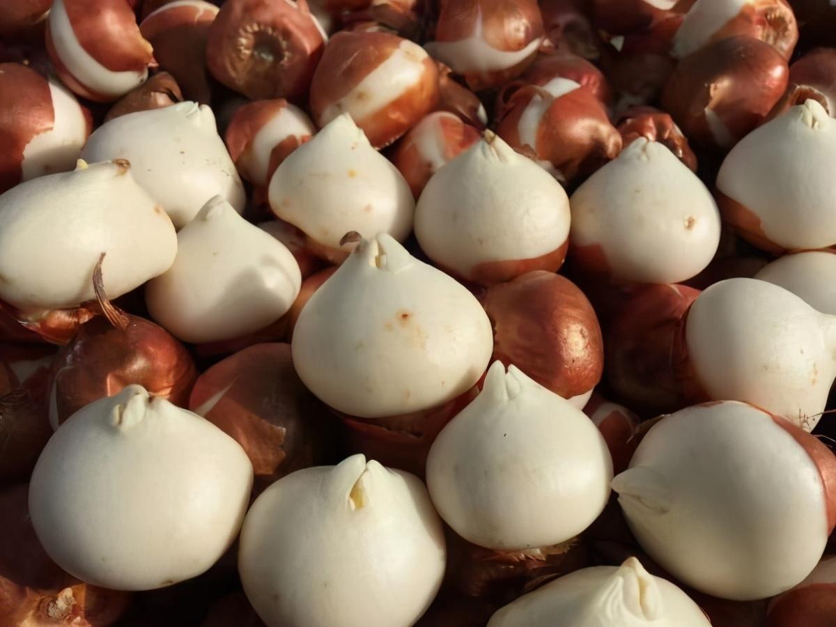 郁金香种一次就没有了吗（郁金香是一次性的花吗）