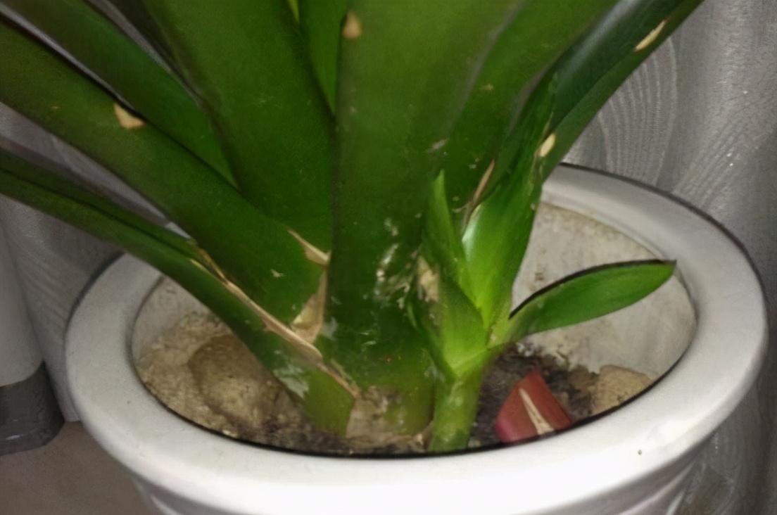 郁金香种一次就没有了吗（郁金香是一次性的花吗）