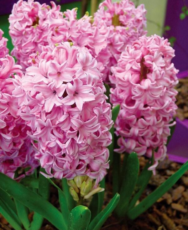 郁金香种一次就没有了吗（郁金香是一次性的花吗）