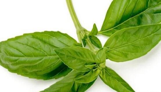 罗勒叶在超市里卖叫什么(罗勒叶是什么东西)