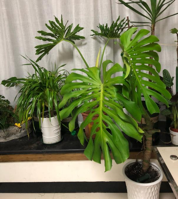 龟背竹上的气根-太长可以修剪吗-（龟背竹的气根怎么处理）