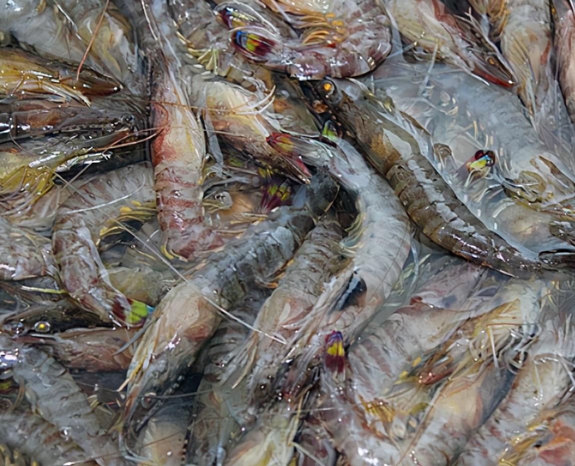 基围虾与罗氏虾哪个好吃（基围虾好吃还是罗氏虾好吃）