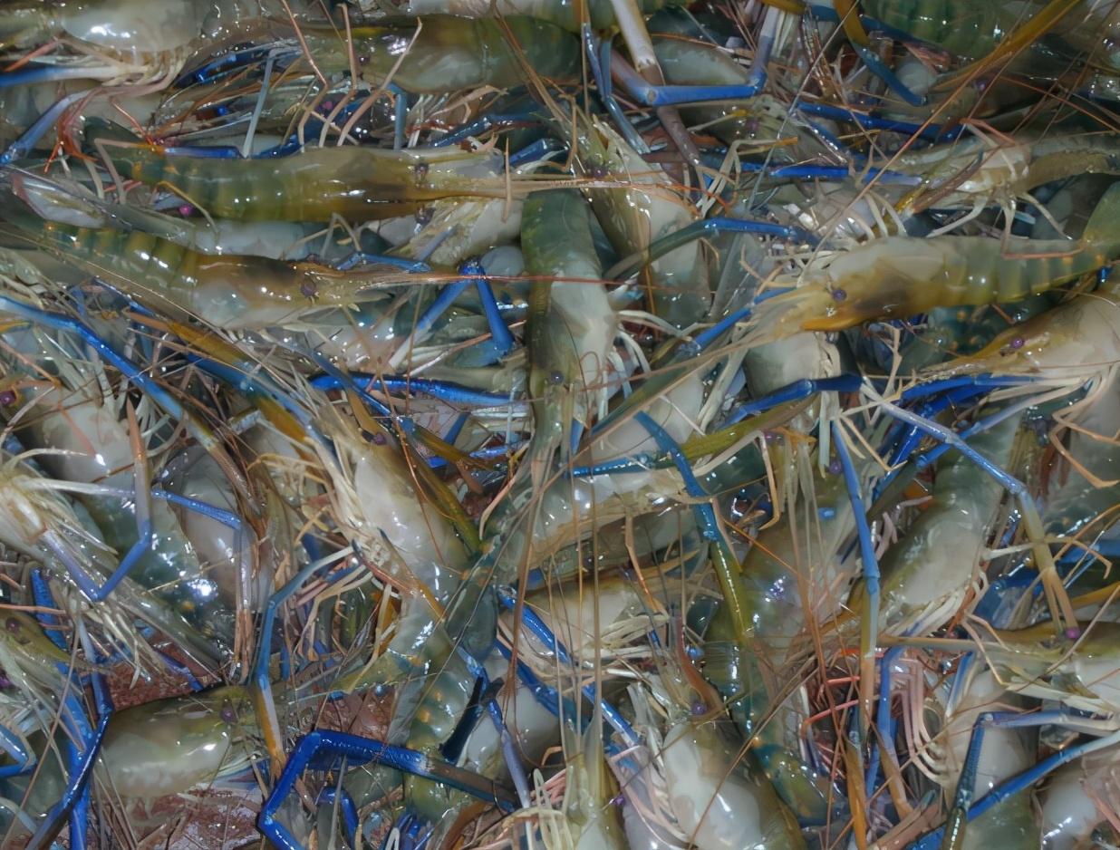 基围虾与罗氏虾哪个好吃（基围虾好吃还是罗氏虾好吃）