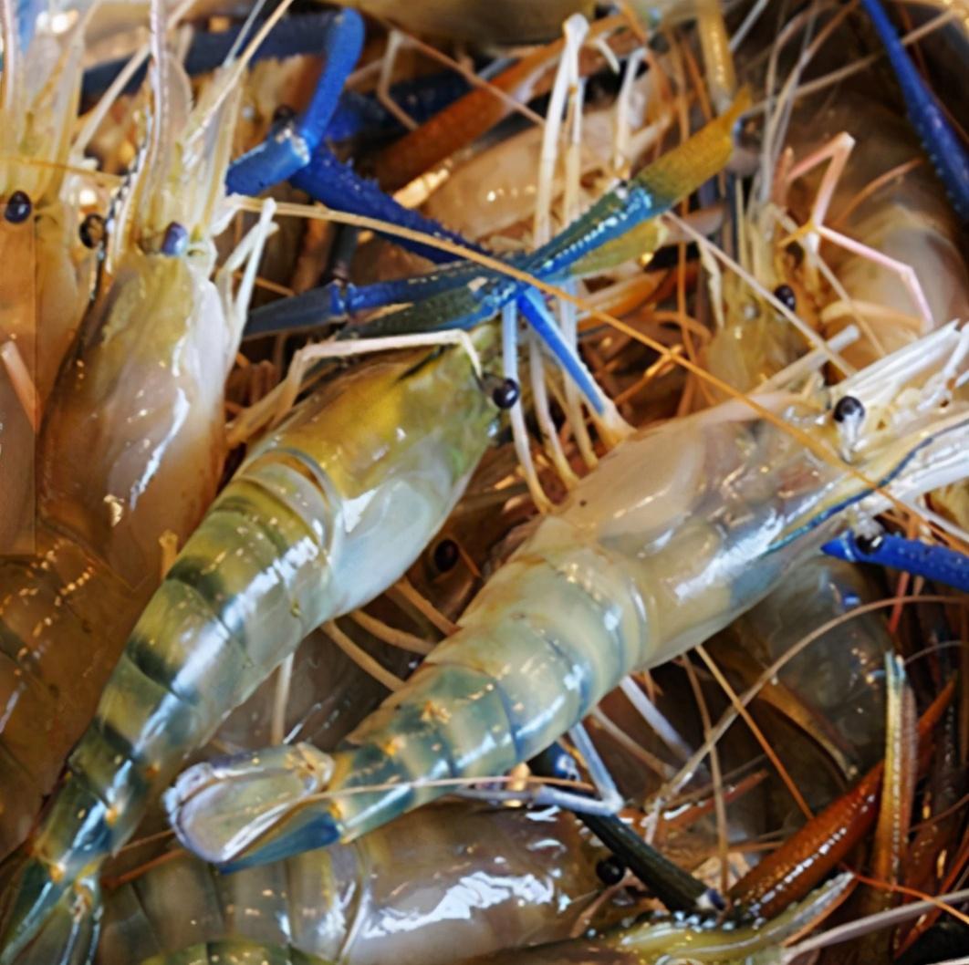 基围虾与罗氏虾哪个好吃（基围虾好吃还是罗氏虾好吃）