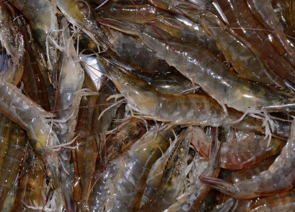 基围虾与罗氏虾哪个好吃（基围虾好吃还是罗氏虾好吃）