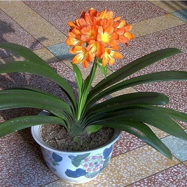 君子兰何时换盆最合适(君子兰什么时候换盆土最好)