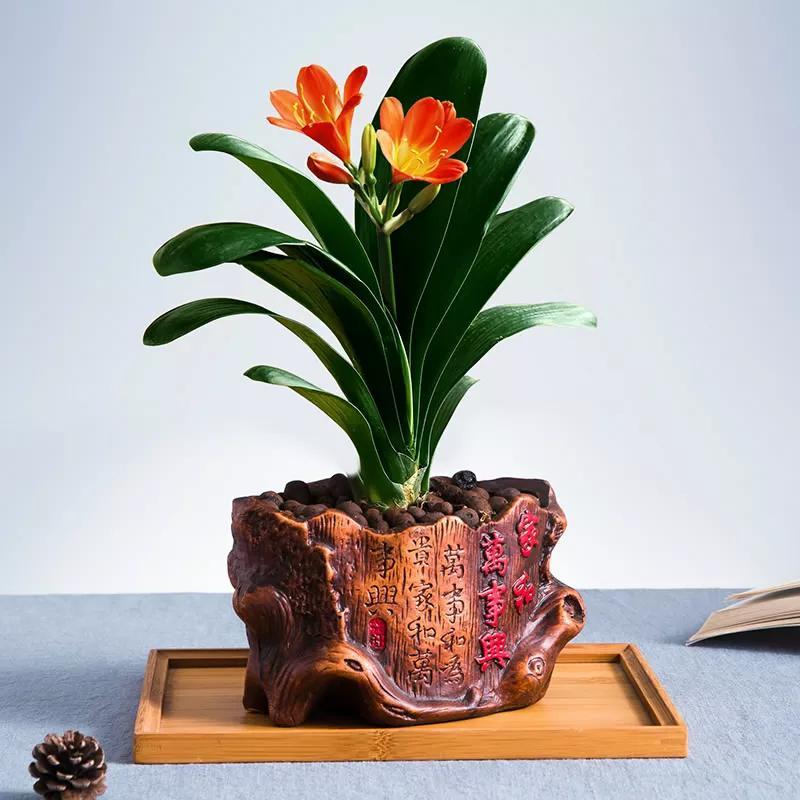 君子兰何时换盆最合适(君子兰什么时候换盆土最好)