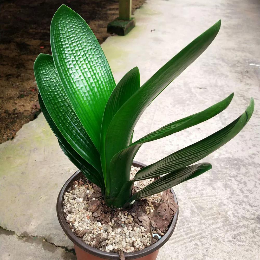 君子兰何时换盆最合适(君子兰什么时候换盆土最好)