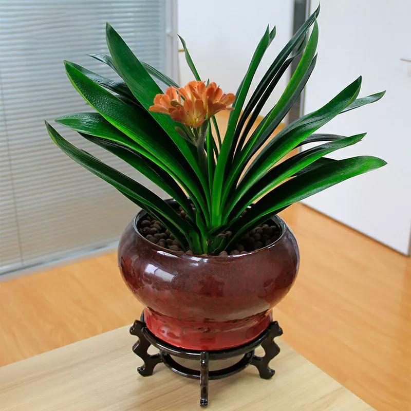 君子兰何时换盆最合适(君子兰什么时候换盆土最好)