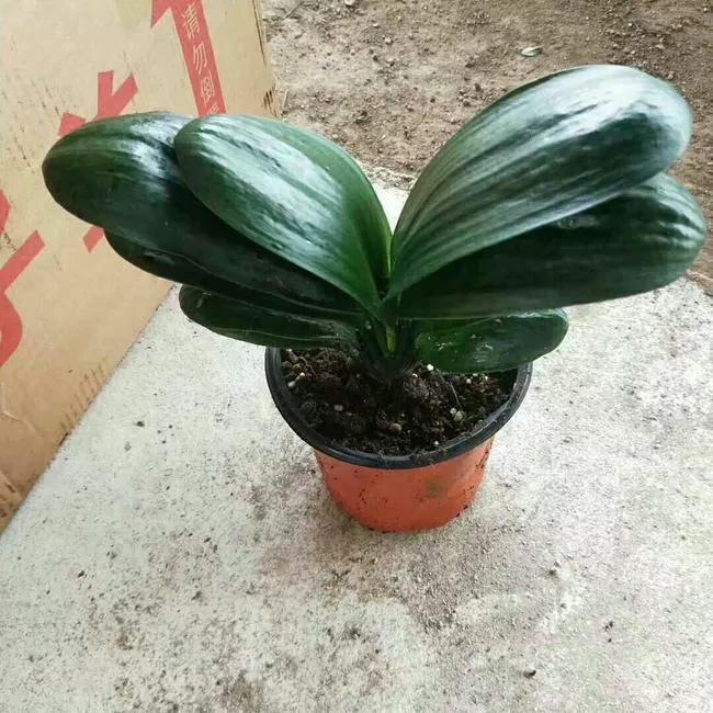 君子兰何时换盆最合适(君子兰什么时候换盆土最好)