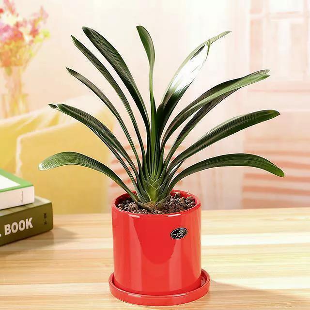 君子兰何时换盆最合适(君子兰什么时候换盆土最好)