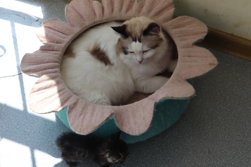 猫发出呼呼呼低沉声音(猫咪一直发出低沉的声音)