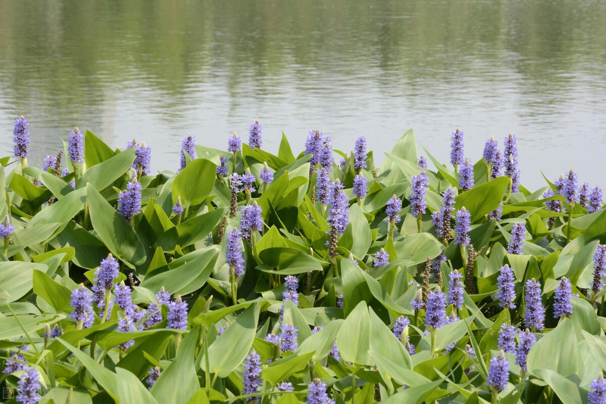湿生植物属于水生植物吗(湿生植物和水生植物的区别)