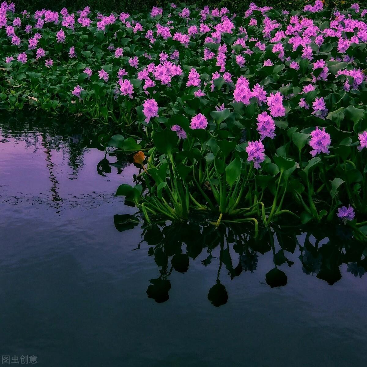 湿生植物属于水生植物吗(湿生植物和水生植物的区别)