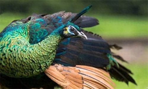 孔雀蛋孵化多少天出壳(孔雀孵化温度和湿度)