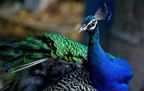 孔雀蛋孵化多少天出壳(孔雀孵化温度和湿度)