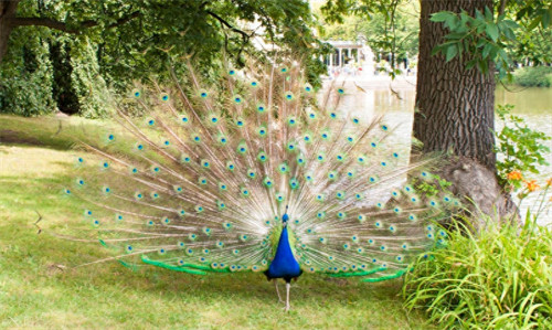 孔雀蛋孵化多少天出壳(孔雀孵化温度和湿度)