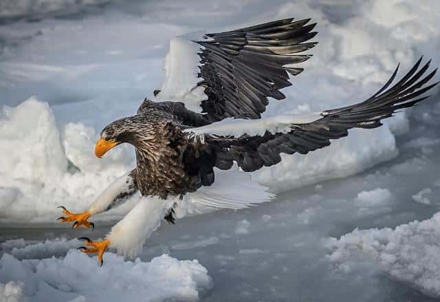 最厉害的老鹰排行（世界十大猛禽实力排名）