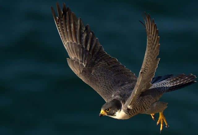 最厉害的老鹰排行（世界十大猛禽实力排名）