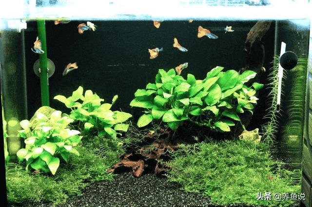 孔雀鱼 水草（孔雀鱼怎么养不容易死）